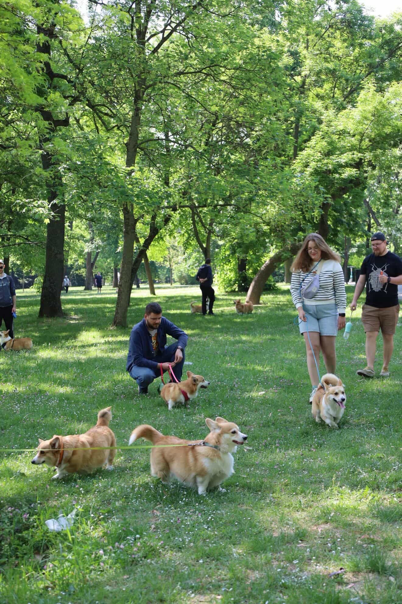 corgi meet up 22
